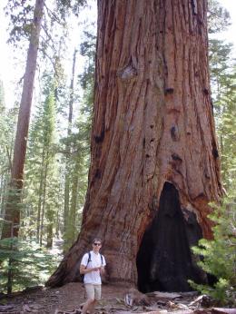 Random sequoia