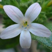Grand Collomia, single flower