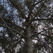 Clustered cones around knobcone pine trunk