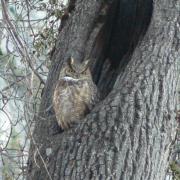 Great Horned Owl by Lower Yosemite Falls