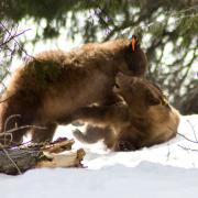 Bears wrestling