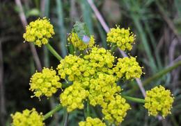 Green stink bug on lomatium