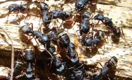 Carpenter Ants on Alder Creek Trail