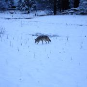 Coyote crouching