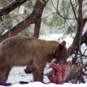 Bear eating deer carcass