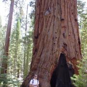 Random sequoia
