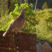 Pheasant sharing the trail too
