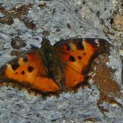 butterfly on rock